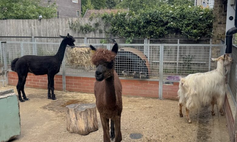 Family Fun At Vauxhall City Farm London SE11 Family Fun At Vauxhall City Farm London SE11