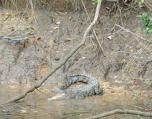 Solar Whisper Crocodile Cruise, Daintree Rainforest Solar Whisper Crocodile Cruise, Daintree Rainforest