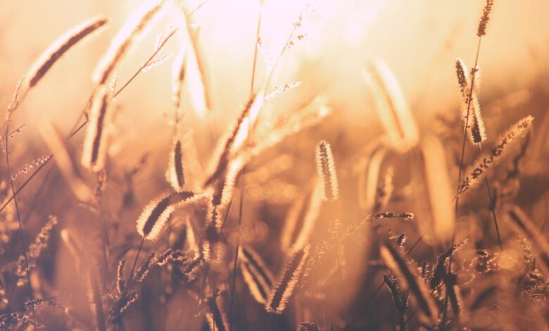 Astrological Significance Of Lammas – Midpoint Of Leo Season!